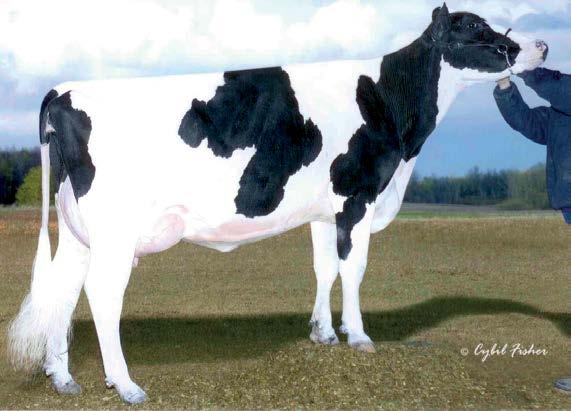 1 986p 04/2019 OCENA NA CÓRKACH NM$ +350 Mleko +724 88%R Fluid Merit $ +344 Tłuszcz +35 +0.03% Cheese Merit $ +354 Białko +23 +0.00% Grazing Merit $ +324 Kom. Somat. 2.93 87%R Długość ciąży +1 Płod.