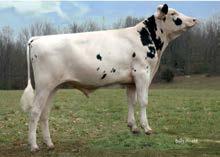 cena: 40 zł Ojciec: Suntor Joyride Matka: Sandy-Valley Nu Penelope-ET VG-85 02-01 2x 151d 8580m 4.6 395f 3.