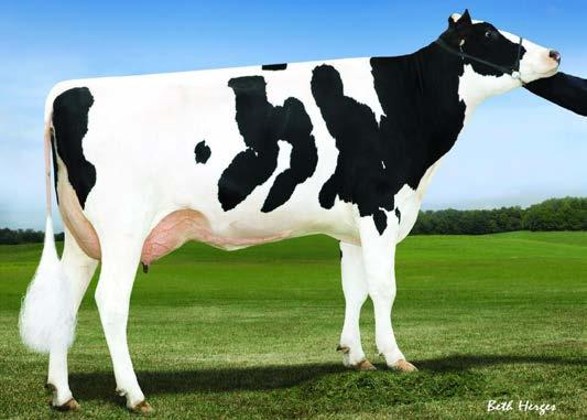 Matka: Ocd Rubicon Menna 33391-ET Ojciec Matki: Edg Rubicon-ET Matka Matki: S-S-I Snowmb Menna 10054-ET VG-86 02-11 3x 291d 34510m 3.4 1187f 3.
