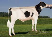 cena: 80 zł Ojciec: S-S-I Montross Jedi-ET Matka: Redrock-View Kingboy 367-ET VG-86 Ojciec Matki: Morningview Mcc Kingboy-ET Matka Matki: Khw Uno Alaska-ET VG-85 02-00 2x 351d 17690m 4.7 839f 3.
