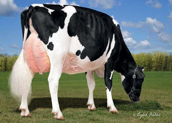 4% 64%R 0 MMM: KHW Goldwyn Aiko-ET 04/2019 OCENA POKROJU TPI +2745 TYP +1.75 77% IW+2.19 INR+2.28 BSC +0.11 0 D 0 H +0.49 Wysoki +0.27 Mocna Głębokość Ciała +0.07 Głęboka +0.