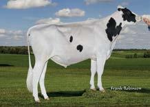 cena: 130 zł cena: 80 zł Ojciec: Westenrade Altaspring Matka: Wilra Super Sire 608-ET 02-01 2x 305d 30420m 3.6 1109f 3.