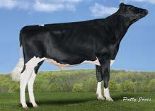 cena: 150 zł cena: 80 zł Ojciec: Morningview Mcc Kingboy-ET Matka: HOUSA000071858399 Ojciec Matki: Seagull-Bay Supersire-ET TY Matka Matki: MS Welcome Colby Taya-ET TY VG-88 DOM 01-10 3x 365d 41240m