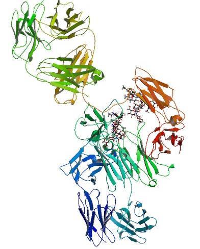 Rodzina Receptorów HER EGF TGFa Amfiregulina b-cellulina HB-EGF Epiregulina Hereguliny NRG2 NRG3 Hereguliny