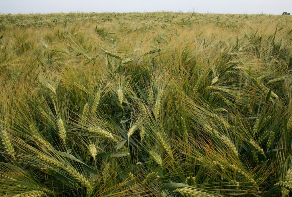 mniejszej ilości soi, jeżeli wyniki zbóż są bardzo dobre, albo ograniczyć straty produkcyjne w przypadku, gdy dysponujemy kiepskimi zbożami i w wyniku niepokrycia zapotrzebowania przyrosty świń są