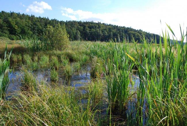 O użytku Zaginione jezioro Między stacją kolejową Gdynia Wielki Kack, a położonymi na wschód od nich lasami sopockimi znajduje się jeden z najcenniejszych przyrodniczo zakątków Gdyni.