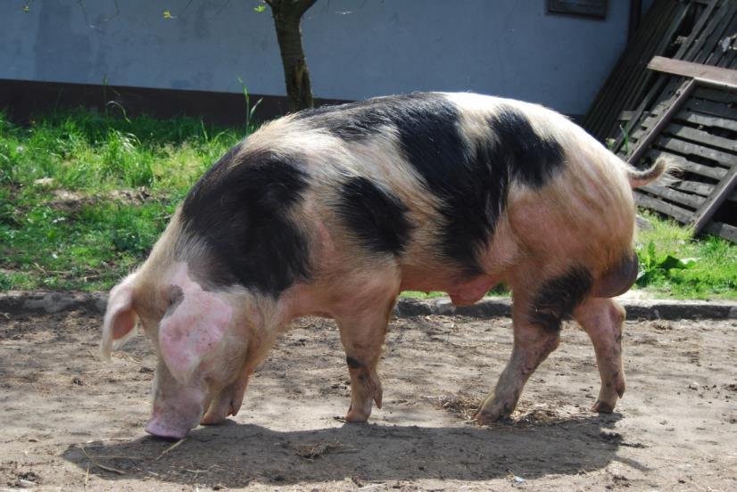 złotnickiej pstrej Fot.