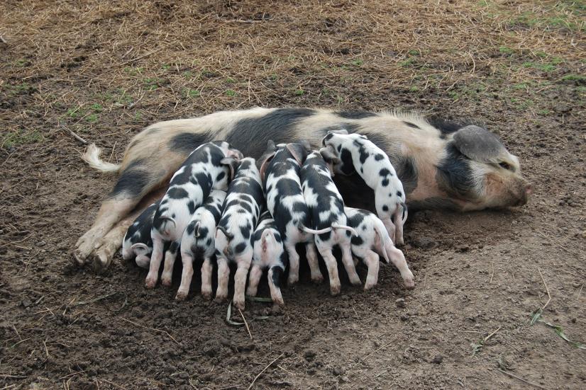 RASA ZŁOTNICKA PSTRA Wykres 10A.