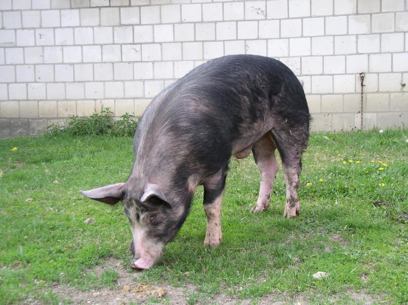 RASA PUŁAWSKA Fot.
