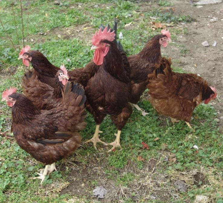 Prace hodowlane nad rodami rhode island red (K-22) i rhode island white (A-33) (fot.