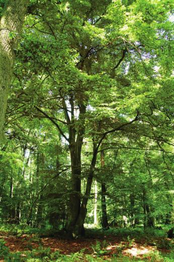 Buk zwyczajny Fagus Silvatica (3-5 m n.p.m.) w odzalewowej czêœci Mierzei. Jego teren jest s³abo zró nicowany morfologicznie. Poziom wody gruntowej na terenie rezerwatu jest doœæ wysoki.