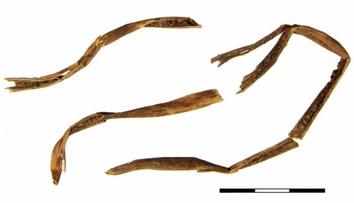 String of plant fibres (no. 1) turn of the 12th and the 13th century. Ryc. 811. Wrocław, pl. Nowy Targ, wykop 2010 2012. Sznur z łyka (nr 326) XIV w. Fot. J. Słomska Fig.