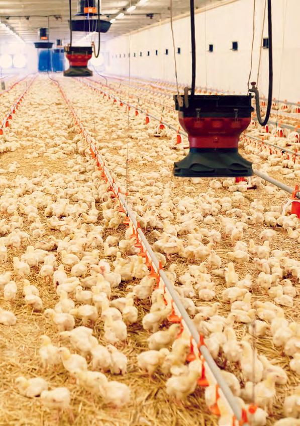 NAGRZEWNICE AGRO Z NAWIEWNIKIEM HT Dzięki zastosowaniu nawiewnika AGRO HT uzyskuje się równomierny rozkład temperatury w