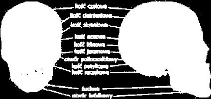 3 Kości czaszki Czaszka (hodeskall, kraniet) człowieka składa się z kilku kości. Zadanie czaszki to przede wszystkim ochrona naszego delikatnego mózgu (hjernen).