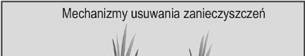 Katarzyna Maj, Piotr Koszelnik Ryc. 4. Schematyczny mechanizm usuwania zanieczyszczeń w oczyszczalni roślinnej Źródło: T. Bergier, A. Czech, P. Czupryński, A. Łopata, P. Wachniew, J.