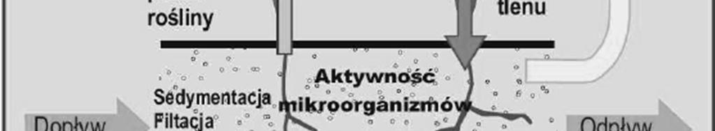 W bezpośrednim sąsiedztwie, gdzie nie dociera tlen, powstaje strefa beztlenowa, w której zachodzą procesy defosfatacji i denitryfikacji.