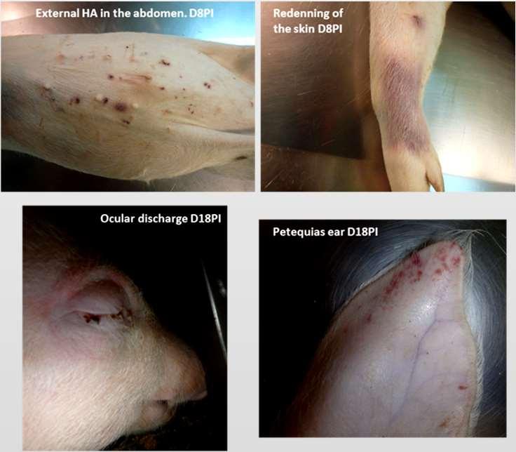 OBJAWY KLINICZNE I POŚMIERTNE Gorączka >41 C Wybroczyny (uszy, brzuch, uda) Przekrwienie skóry Krwiste wypływy z otworów ciała Krwawa biegunka Obrzęk