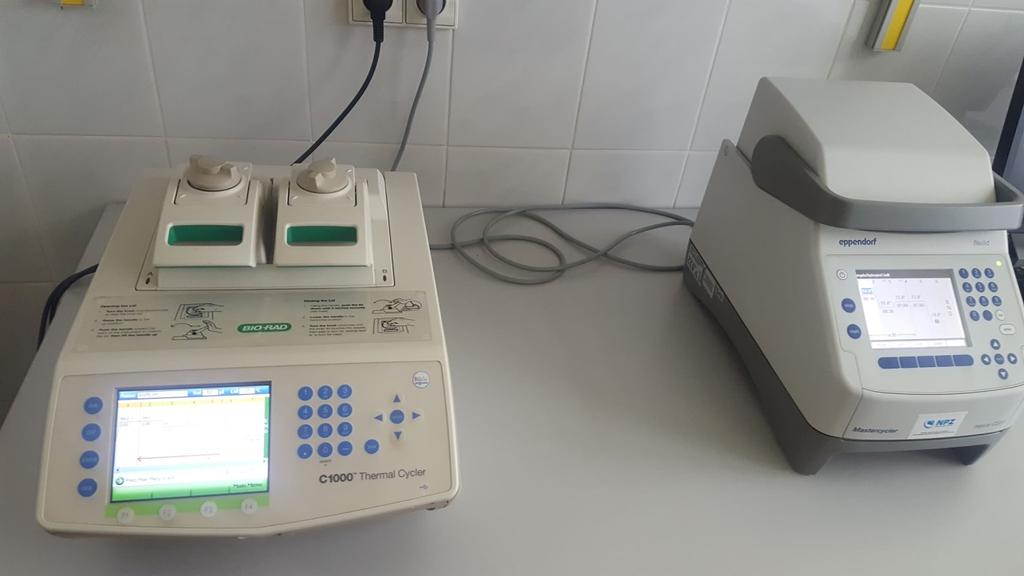 Testy genetyczne W celu wykrycia babeszjozy stosuje się również techniki biologii molekularnej: PCR czy Real-Time PCR. Amplifikacja materiału genetycznego Babesia spp.