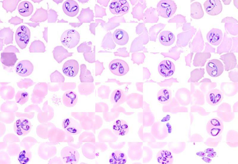 Czynnik etiologiczny Babesia spp. należy do pierwotniaków i zalicza się do wewnątrzkomórkowych pasożytów ssaków i ptaków. Pierwotniaki te charakteryzują się tworzeniem ciał biegunowych (tzw.