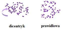pochłoniętej.