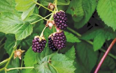 ' BOYSEN' lub 'BOYSENBERRY' USA 'Loganberry' (Rubus loganobaccus) x 'Dewberry' (Rubus caesius) rośnie silnie i tworzy dużo, dość elastycznych i bezkolcowych pędów.
