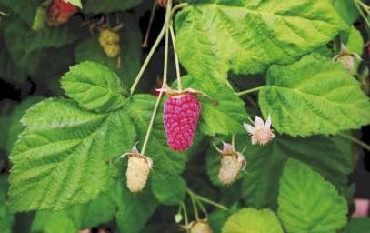 ' LOGAN' lub 'LOGANBERRY' USA 'Aughinbaugh' (Rubus ursisnus vel Rubus vitifolius) x 'Red Antwerp' (Rubus idaeus) rośnie silnie i tworzy dużą liczbę pędów, które nie mają kolców.