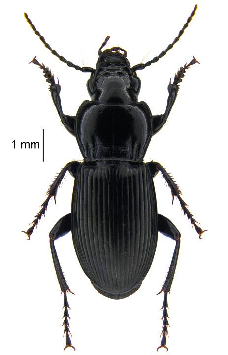 Interesującą obserwację stanowi to, że jeden z trzech osobników Carabus coriaceus (a najprawdopodobniej wszystkie) stwierdzonych w Wysowej-Zdroju był gospodarzem dla nitnikowców (Nematomorpha).