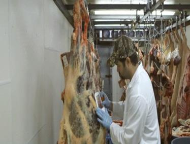 ODCZYNNIKI WYPOSAŻENIE WYKONANIE METODY NISZCZĄCE TECHNIKA WYCINANIA SKÓRY (DRÓB) SKÓRA PIERSI Etanol 70% v/v Sterylne skalpele, pęsety, nożyczki Przenośne palniki Sterylne woreczki do próbek