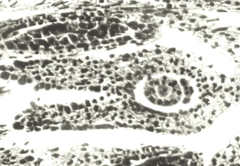 126 J. Niemann, A. Wojciechowski, C. Œwitoniak Tabela 3. Œrednica i ywotnoœæ ziaren py³ku u odmian i rodów wiechliny ³¹kowej w warunkach szklarniowych i polowych Table 3.