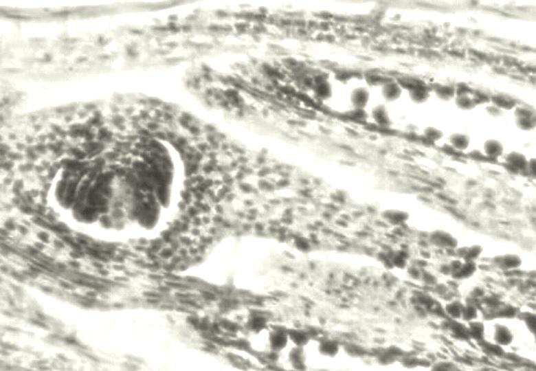 PN/162/R Œrednica ziaren py³ku Diameter of pollen grains (μm) szklarnia glasshouse 31,2 a 34,0 b 29,3 c 29,2 c 31,2 a 32,3 a pole field 30,7 a 34,0 b 29,1 c 29,0 c 30,1 a 31,3 a ywotnoœæ