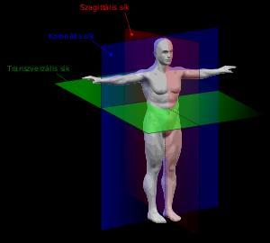 Płaszczyzny przekrojów anatomicznych Przekrój strzałkowy (sagittalis) wzdłuż długiej osi ciała Przekrój czołowy