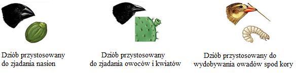 a. Ustal, od której z owiec: A, B czy C, owca Dolly otrzymała materiał genetyczny i wybierz uzasadnienie swojej odpowiedzi. Owca Dolly otrzymała materiał genetyczny od owcy: A. 1.