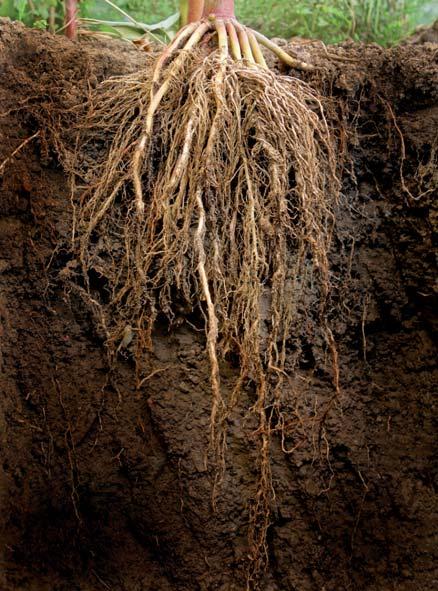 Odmiany hodowli KWS i poprawna agrotechnika to podstawy dla stabilnego plonu dzięki skutecznemu systemowi korzeniowemu Korzyści dla gleby - wzbogacenie życia mikrobiologicznego gleby Korzenie mają