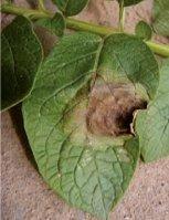 https://www. Pierwsze widoczne objawy zarazy ziemniaka można zaobserwować na liściach Ochrona pola przed zarazą ziemniaka jest koniecznością.