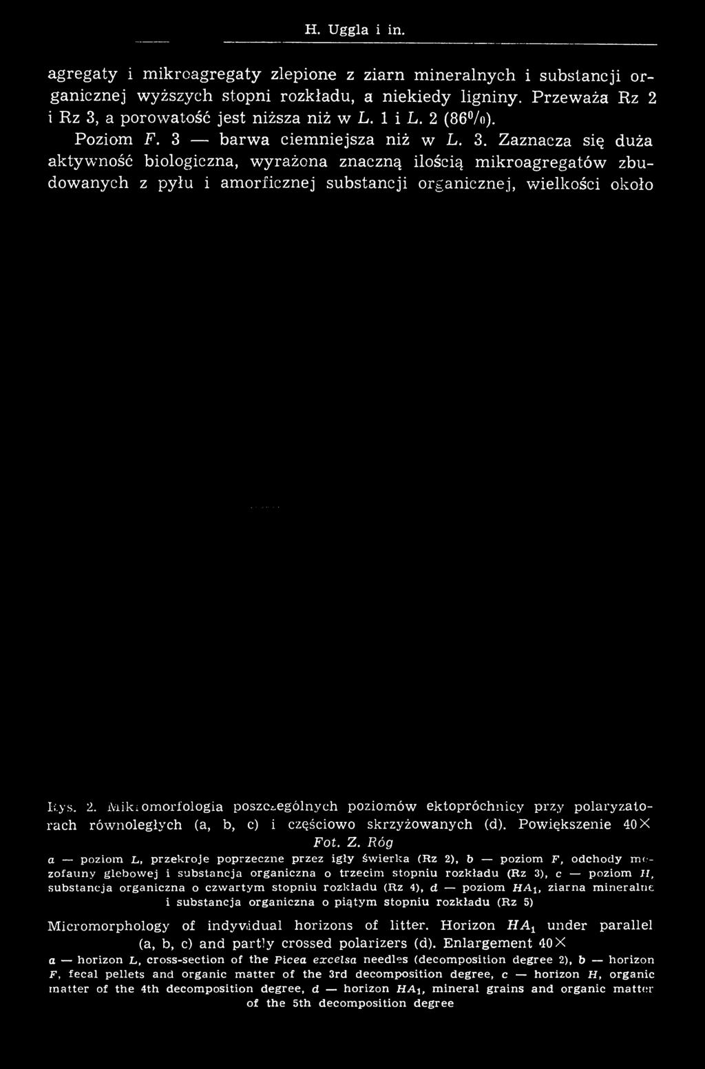 su b sta n c ja o rganiczna o czw arty m sto p n iu ro zk ład u (Rz 4), d poziom HA\, z iarn a m in eraln e i su b stan cja organiczna o p iątym sto p niu rozk ład u (Rz 5) Micromorphology of indyv.
