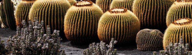 HACIENDA DE CHIHUAHUA SOTOL HACIENDA DE CHIHUAHUA DISTILLERY (VINOMEX, S.A. DE C.V. ) MIEŚCI SIĘ W CIUDAD DELICIAS W PROWINCJI CHIHUAHUA W MEKSYKU I JEST JEDNYM Z NAJWIĘKSZYCH I NAJBARDZIEJ ZNANYCH PRODUCENTÓW SOTOLA.