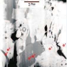 77 identified by the electron diffraction technique (Fig. 6d). The region in Fig. 6e shows the solidified crystals of almost pure Ni growing in one direction (see arrows). 3.3.1.