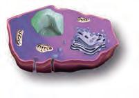 radioterapia, jak i chemioterapia,