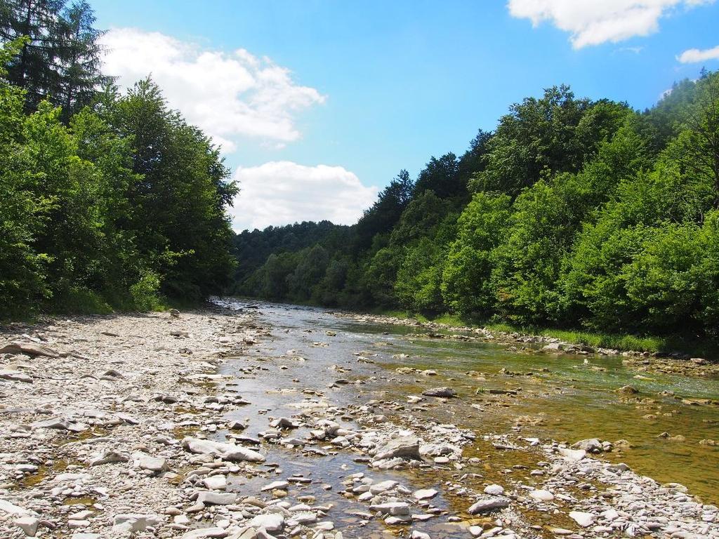 Myricarietum w dolinie Wisłoki (fot. S. Jarek) Fot.4.