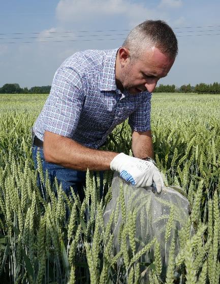 Ochrony Roślin i Nasiennictwa: dr Grzegorz Gorzała (Warszawa) mgr inż Mirosław Nakonieczny (Lublin) Centralnego Ośrodka Badania Roślin Uprawnych dr inż Małgorzata