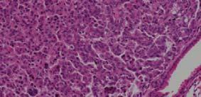 Bay-782 induces apoptosis in KP