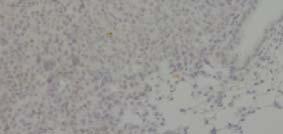 lung tumors (mg/kg, 48hrs).