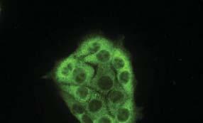 Fig. S8 A p65 DAPI Merge