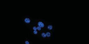 DAPI Merge sensitive
