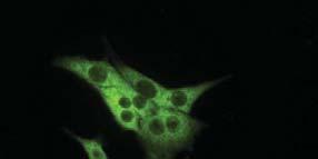 Immunofluoresence in