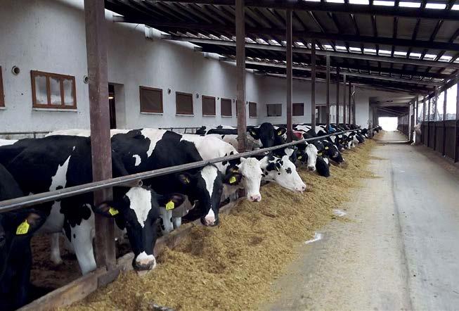 3 Hodowla Zarodowa Zwierząt Żołędnica Sp. z o.o. KAWCZE, WOJ.