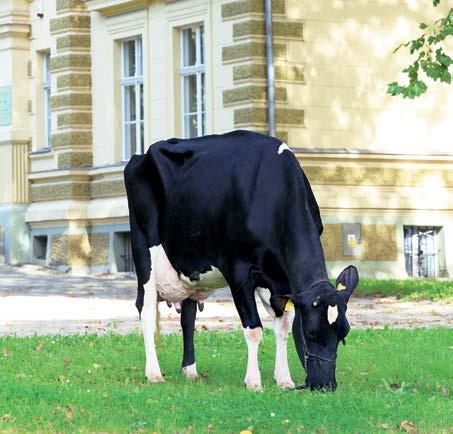 Prezesem Zarządu na stronie 29.