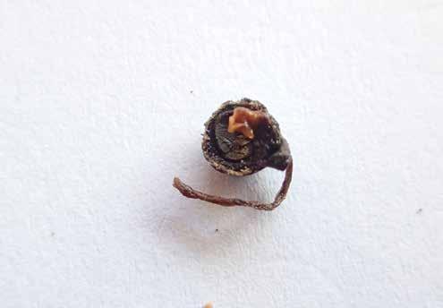 Pythium (fot. J. Piszczek) Fot. 15.