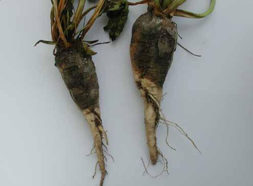 Objawy zgnilizny kopcowej korzenia spowodowanej przez Rhizopus