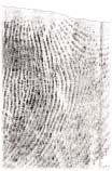 Print of a phalanx fragment (250% enlargement) szeregu dodatkowych za³o eñ co do spodziewanego przebiegu poszczególnych linii na odbitce porównawczej (obraz po prawej stronie), mo na wskazaæ